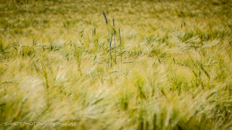 23. IMS Odenwald-Classic 2014 - www.smk-photography.de