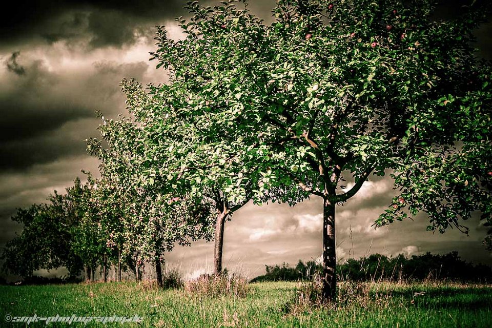 gloomy appletrees