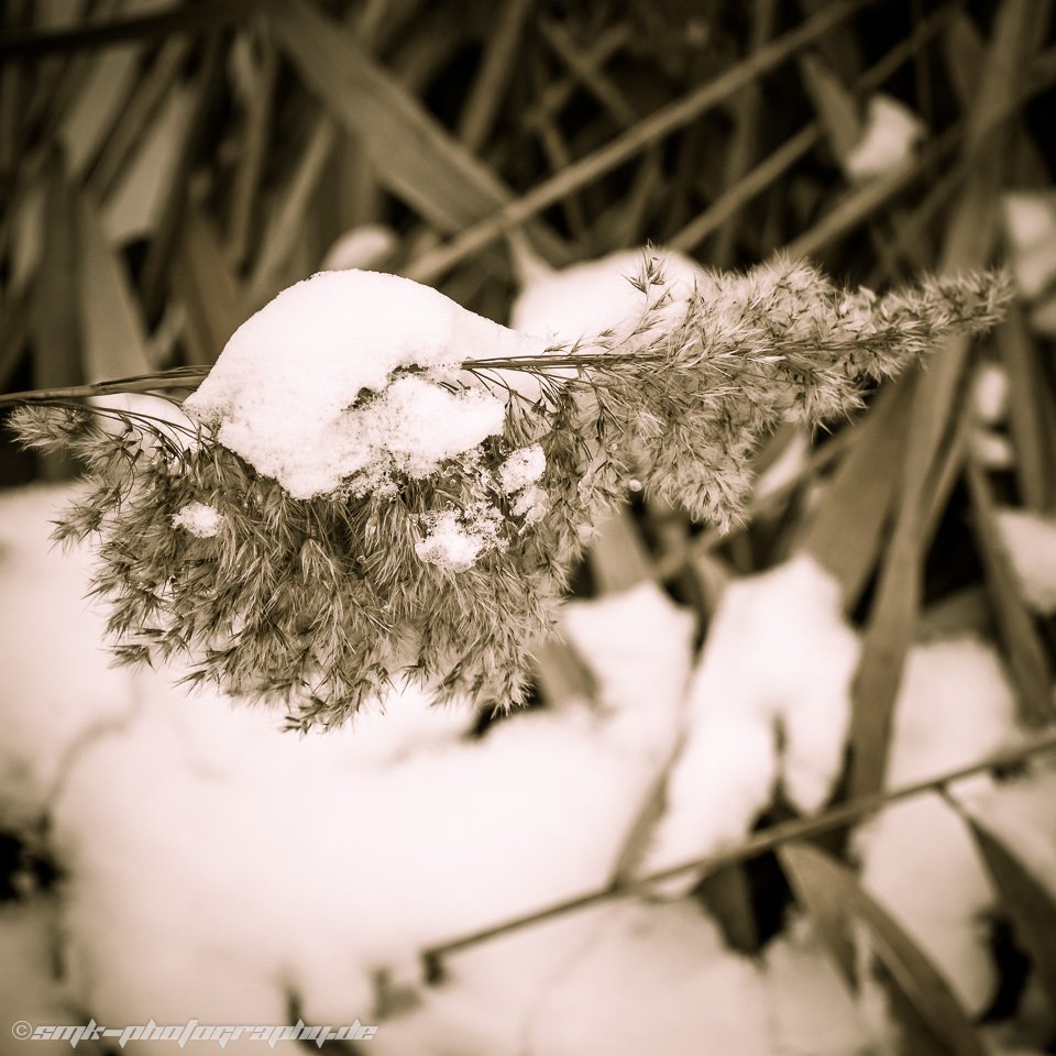 snowy reed