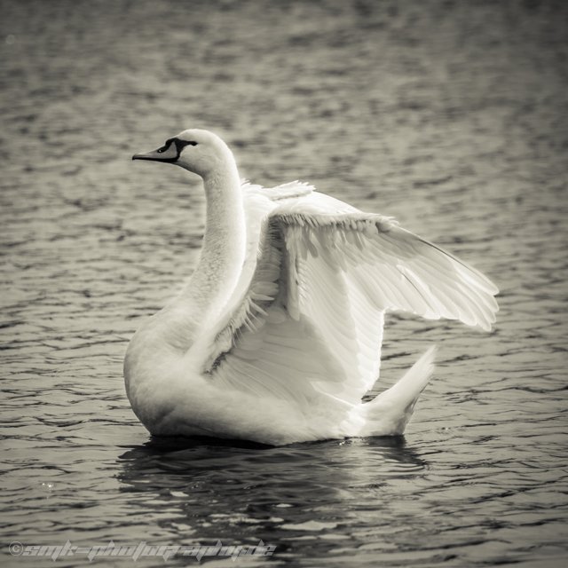 swan