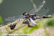 dragonfly-IMG 7285