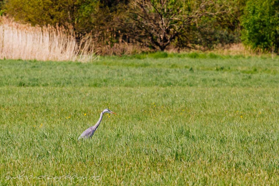 36. Rodgauer Osterlauf - www.smk-photography.de